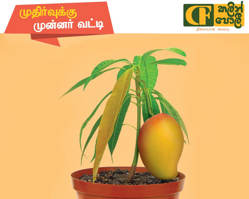 kalin-poli-inner-ta CF Kalin Poli Inner ta